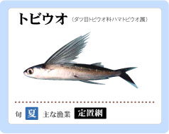 漁業協同組合jfしまね しまねの魚 四季折々 夏