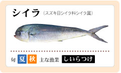 シイラ